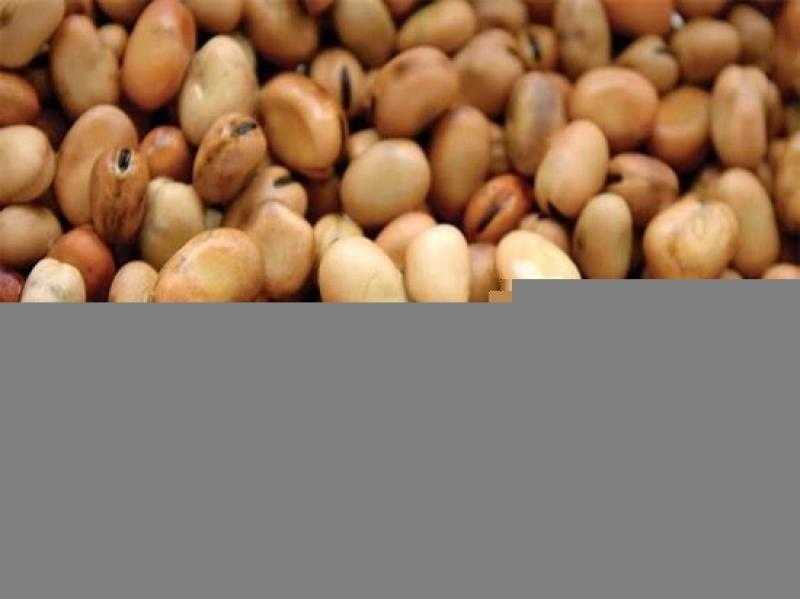 سعر الفول اليوم الإثنين عند التاجر.. العريض النهاردة بكام