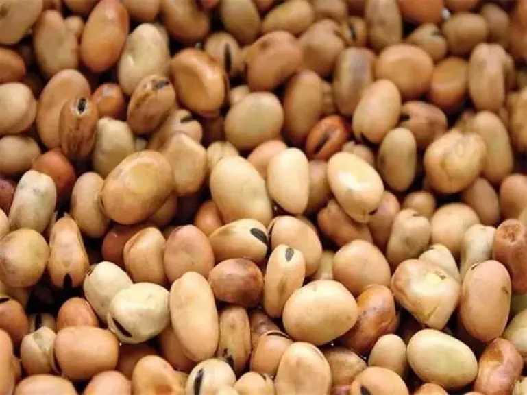 سعر الفول اليوم الأحد عند التاجر.. العريض النهاردة بكام