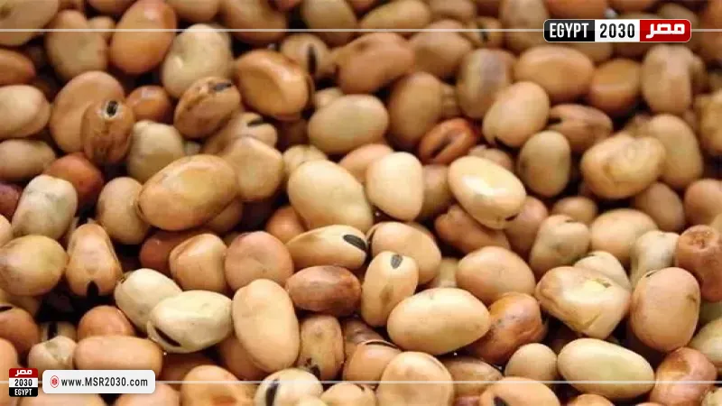 سعر الفول اليوم