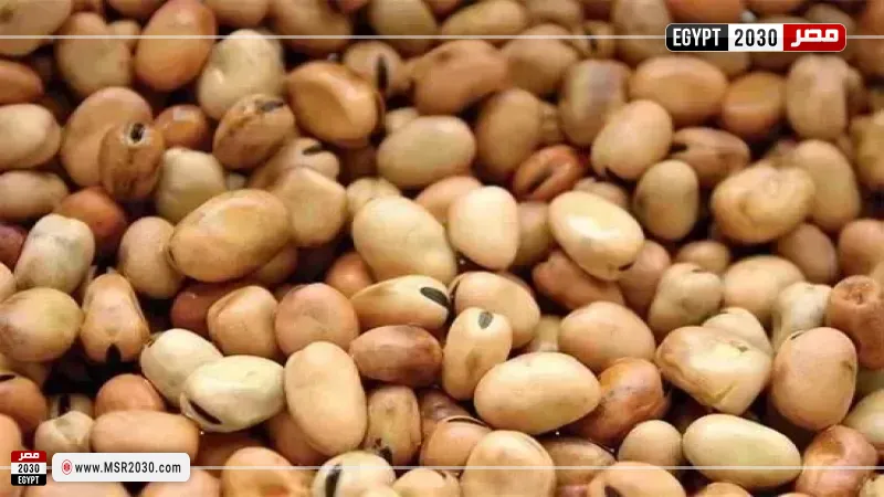 سعر الفول اليوم