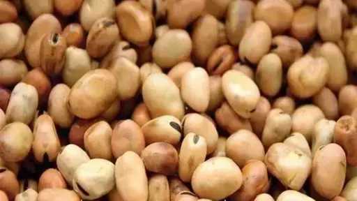 سعر الفول اليوم الإثنين عند التاجر.. العريض النهاردة بكام