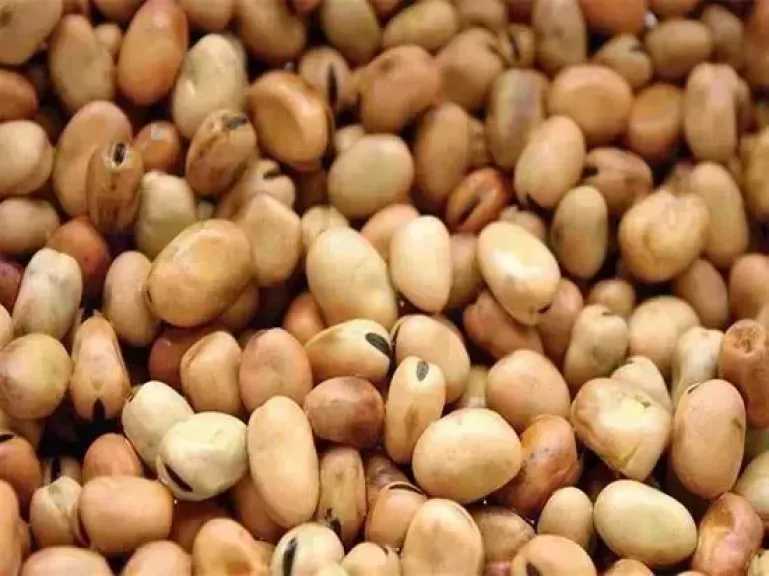 سعر الفول اليوم الخميس عند التاجر.. العريض النهاردة بكام