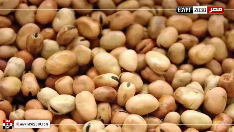 سعر الفول اليوم