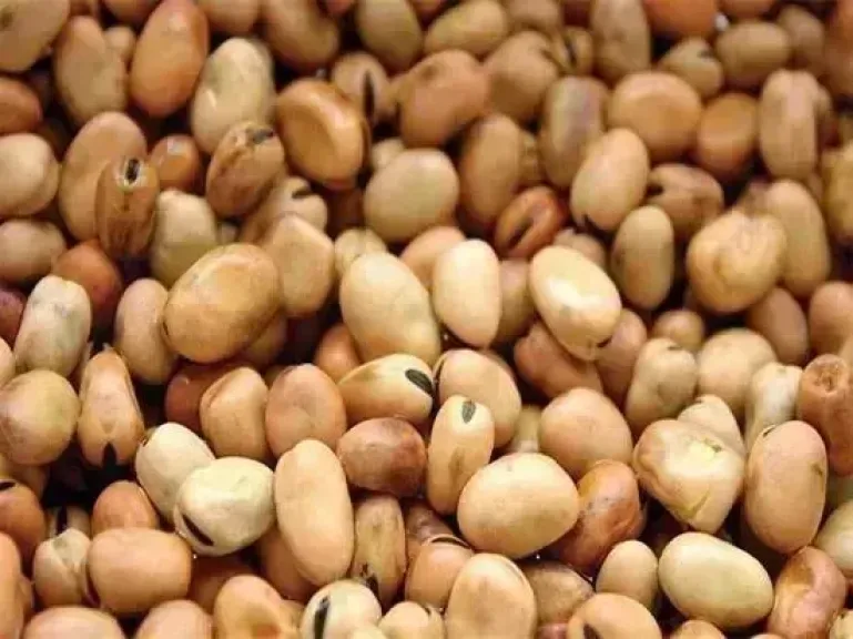 سعر الفول اليوم