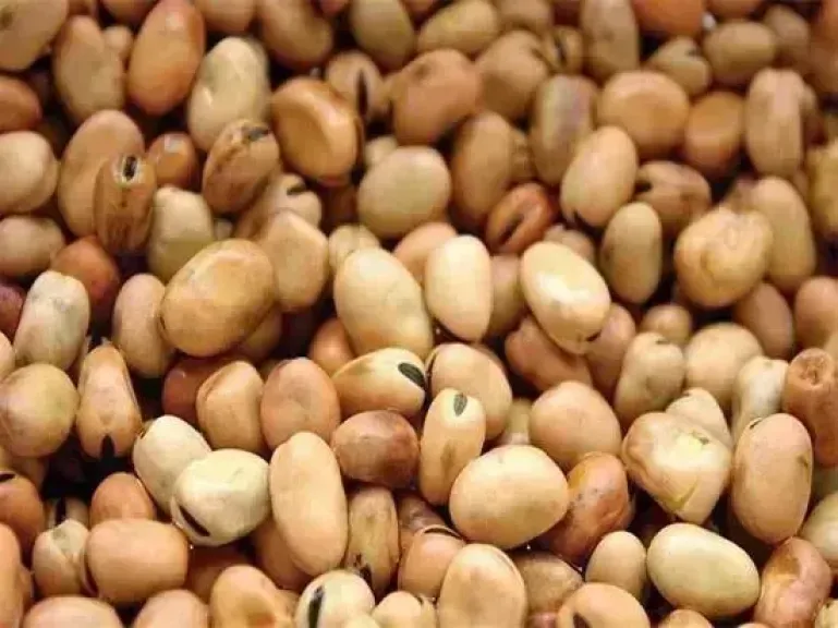 سعر الفول اليوم