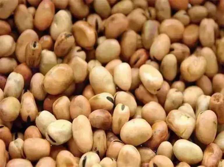 سعر الفول اليوم الأحد عند التاجر.. العريض النهاردة بكام