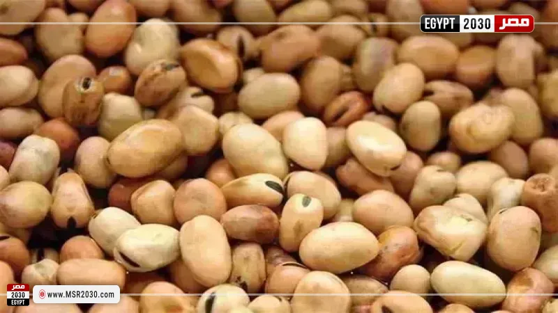 سعر الفول اليوم