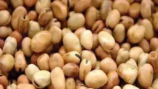 سعر الفول اليوم الثلاثاء عند التاجر.. العريض النهاردة بكام