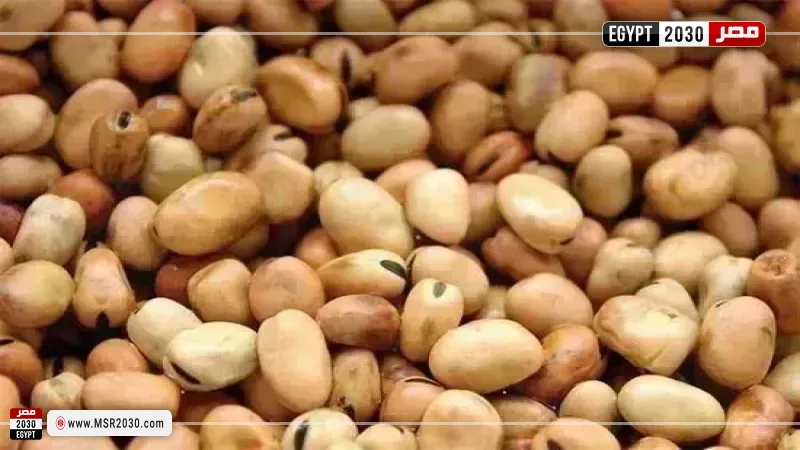 سعر الفول اليوم