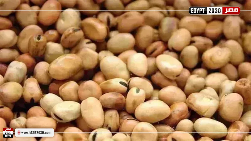 سعر الفول اليوم