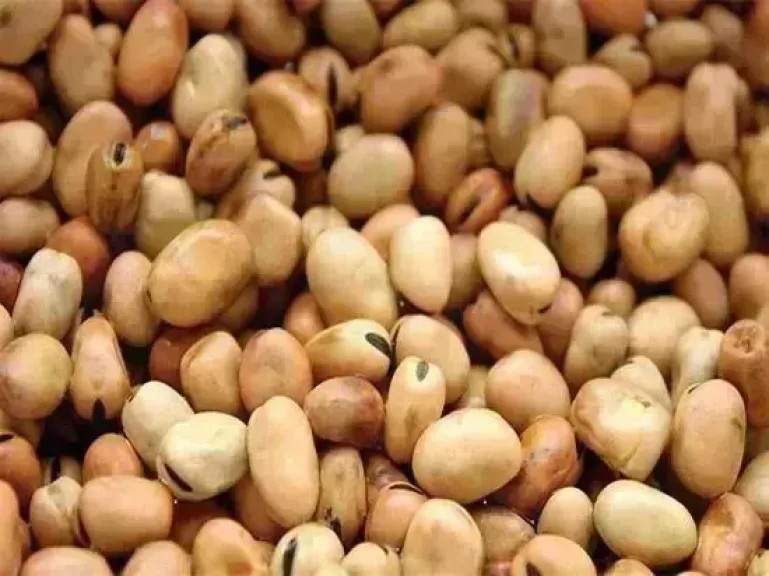 سعر الفول اليوم