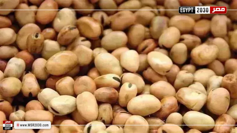 سعر الفول اليوم