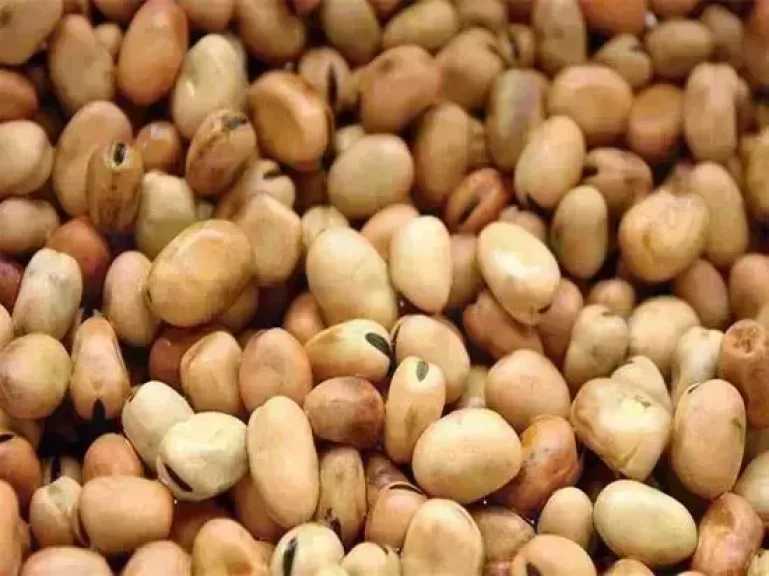 سعر الفول اليوم الأربعاء عند التاجر.. العريض النهاردة بكام