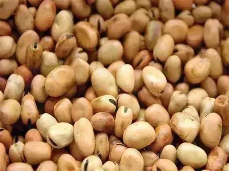 سعر الفول اليوم الأربعاء عند التاجر.. العريض النهاردة بكام