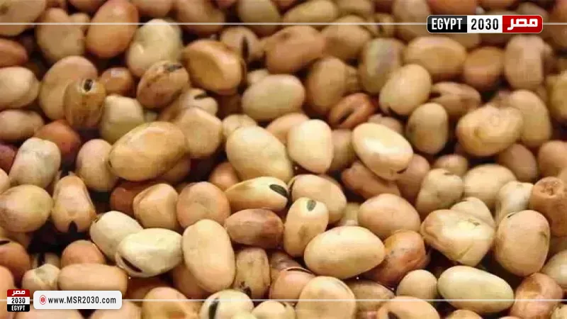 سعر الفول اليوم