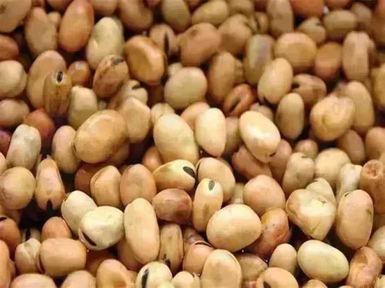 سعر الفول اليوم الأحد عند التاجر.. العريض النهاردة بكام