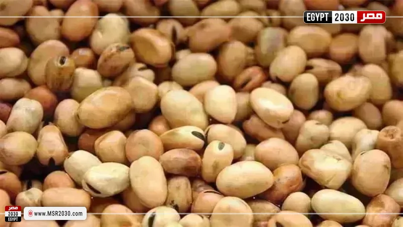 سعر الفول اليوم