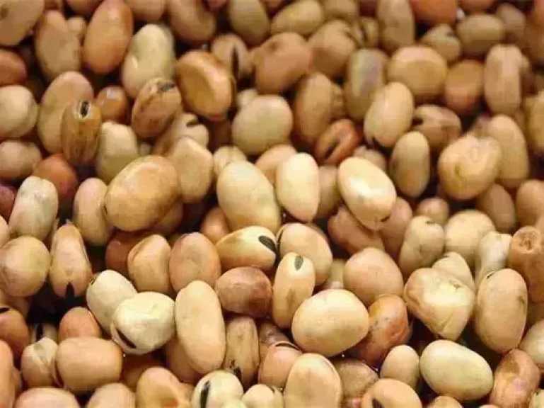 سعر الفول اليوم الأحد عند التاجر.. العريض النهاردة بكام