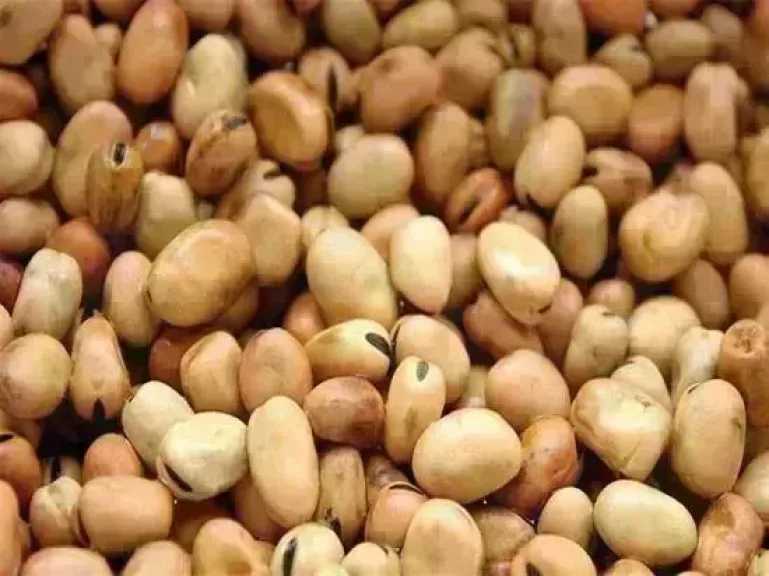 سعر الفول اليوم الخميس عند التاجر.. العريض النهاردة بكام