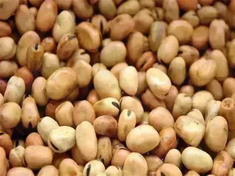 سعر الفول اليوم الأحد عند التاجر.. العريض النهاردة بكام