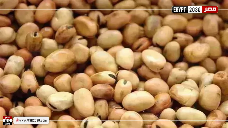 سعر الفول اليوم