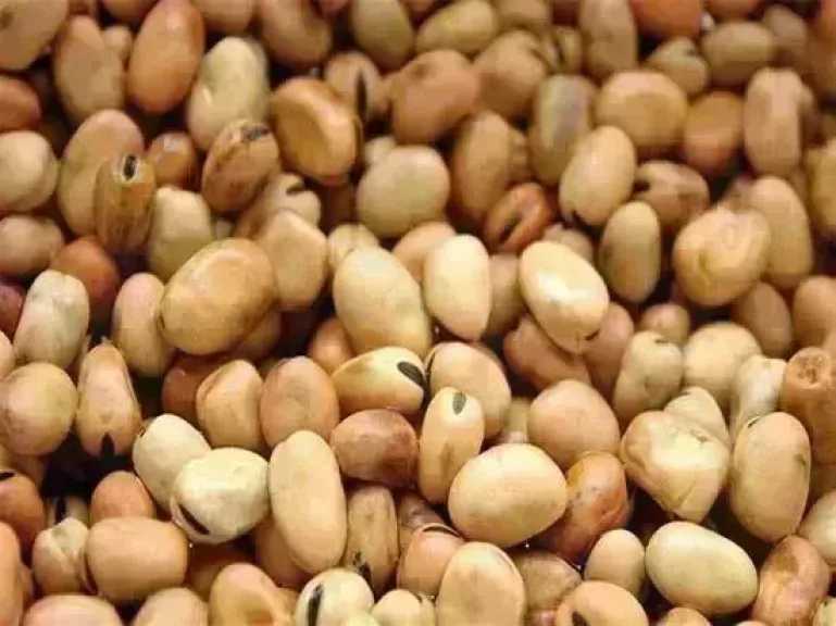 سعر الفول اليوم الخميس عند التاجر.. العريض النهاردة بكام