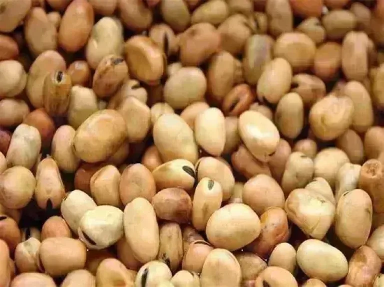 سعر الفول اليوم