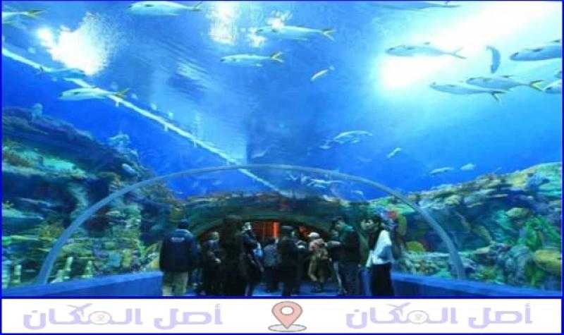 متحف الأحياء المائية بالإسكندرية: نافذة على عالم البحار