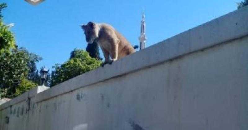 أسد داخل فيلا بالمعادي يثير ذعر المواطنين.. اعرف التفاصيل