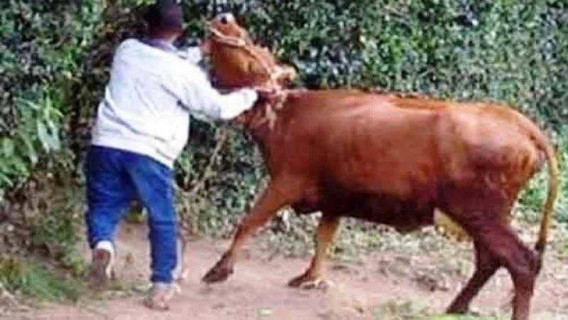 حبس المتهمين بسرقة المواشي في العياط