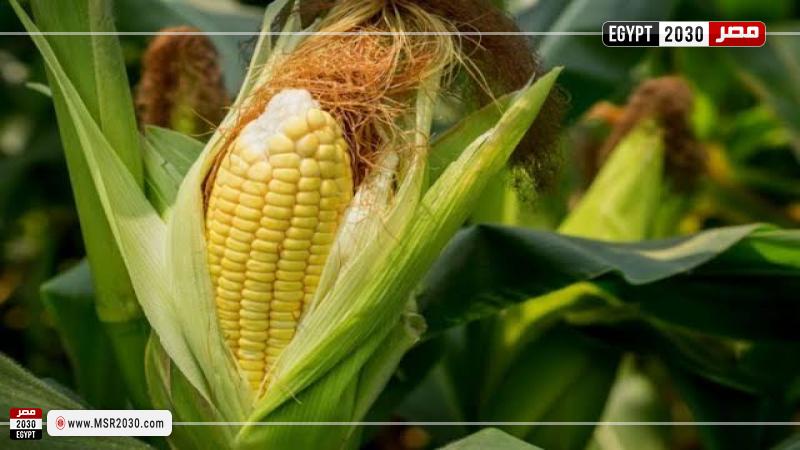 أسعار الذرة الصفراء اليوم