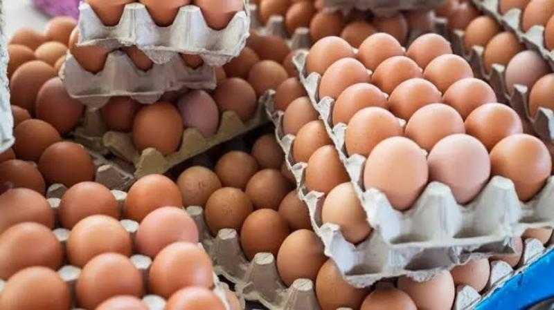 هبوط سعر كرتونة البيض اليوم الإثنين في المزرعة.. بكام النهاردة