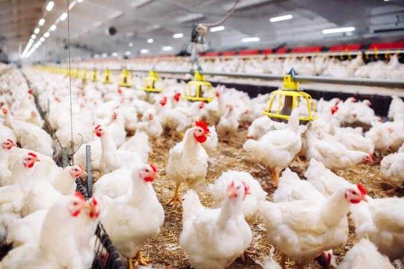 سعر الفراخ البيضاء اليوم الثلاثاء بالمزرعة.. بكام النهاردة