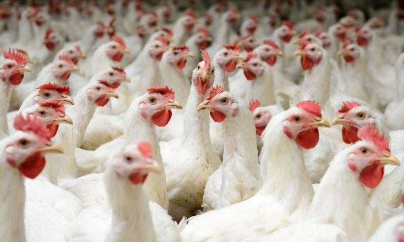 سعر الفراخ البيضاء اليوم الخميس بالمزرعة.. بكام النهاردة