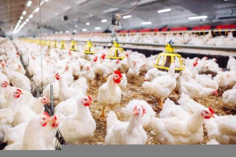 سعر الفراخ البيضاء اليوم الأربعاء بالمزرعة.. بكام النهاردة