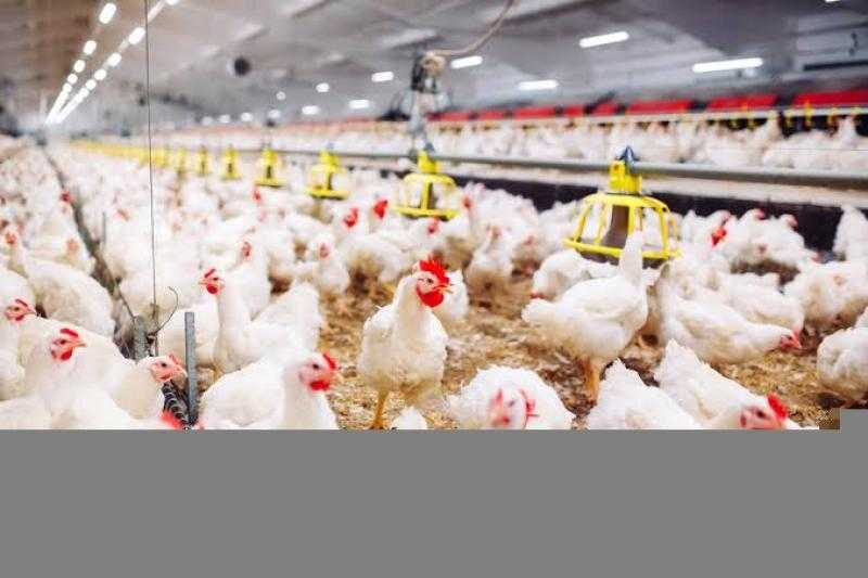 ارتفاع سعر الفراخ البيضاء اليوم الأربعاء بالمزرعة.. بكام النهاردة