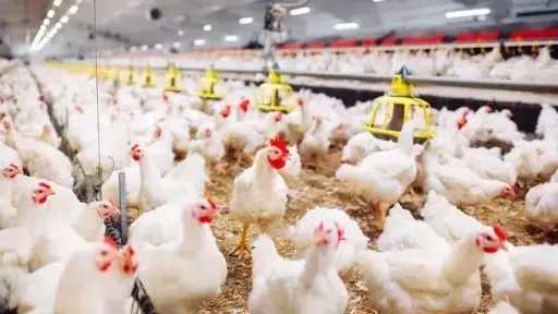 تراجع سعر الفراخ البيضاء اليوم الثلاثاء بالمزرعة.. بكام... تراجع سعر الفراخ البيضاء اليوم الثلاثاء بالمزرعة.. بكام النهاردة