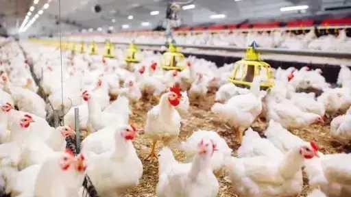 سعر الفراخ البيضاء اليوم الأحد بالمزرعة.. بكام النهاردة