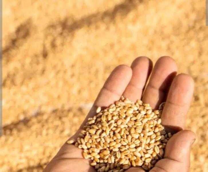 سعر طن القمح اليوم الخميس عند التاجر.. الروسي بكام