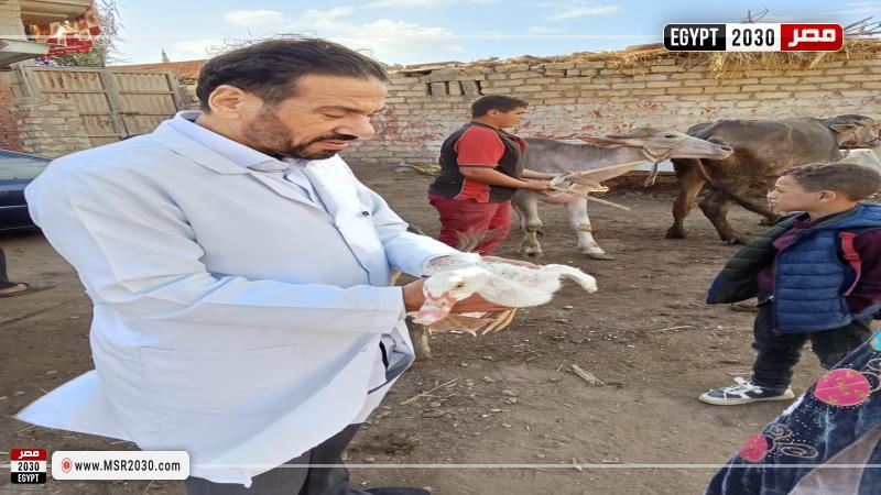 طب بيطرى الزقازيق