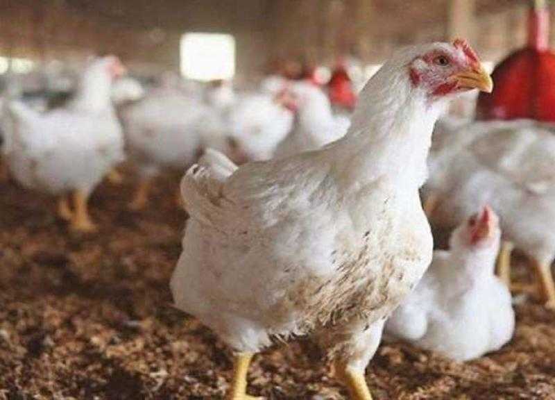سعر الفراخ البيضاء اليوم الأحد بالمزرعة.. بكام النهاردة