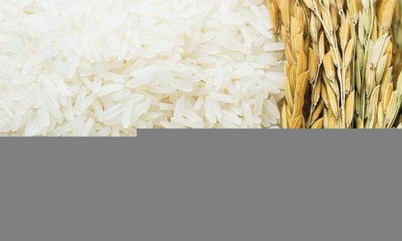 سعر طن الأرز اليوم الإثنين عند التاجر.. اعرف وصلت لكام