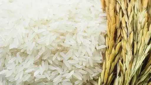 سعر طن الأرز اليوم الثلاثاء عند التاجر.. اعرف... سعر طن الأرز اليوم الثلاثاء عند التاجر.. اعرف وصلت لكام