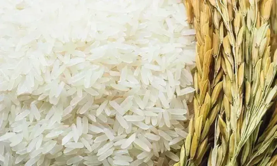 سعر الأرز اليوم