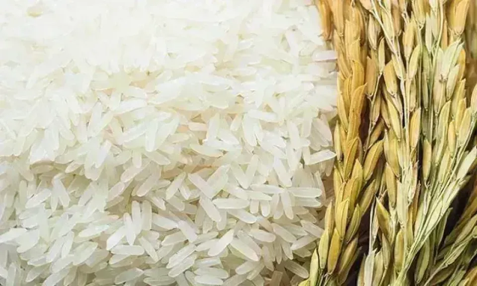 سعر الأرز اليوم