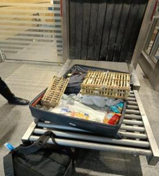 صقور حية مخبأة داخل حقائب بمطار برج العرب 