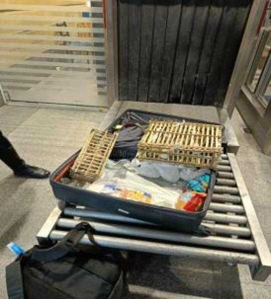 احباط محاولة  تهريب صقور حية مخبأة داخل حقائب بمطار برج العرب