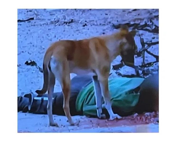 بيان عاجل لـ حماس بشأن نهش الكلاب جثامين الشهداء في غزة