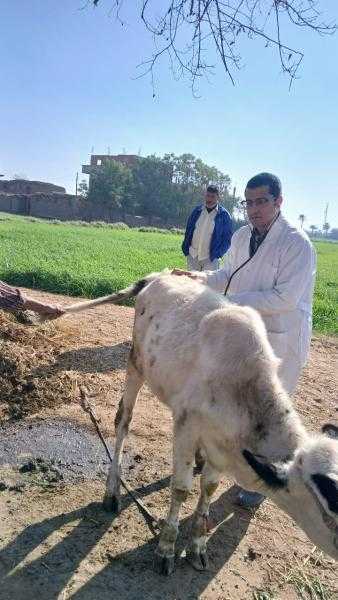 كلية الطب البيطري بجامعة الزقازيق توجه قافلة مجانية لقرية الشبانات بالشرقية