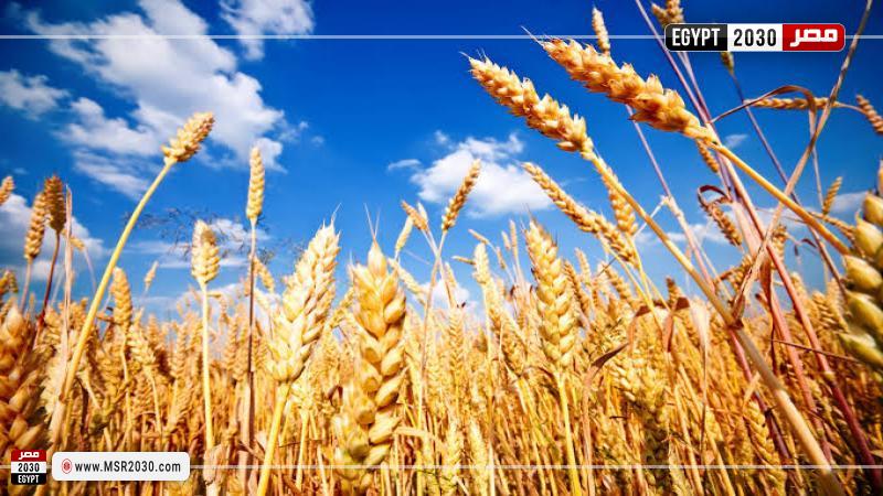 سعر طن القمح